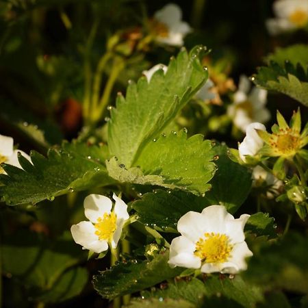Apartment Strawberry Bermatingen Zewnętrze zdjęcie