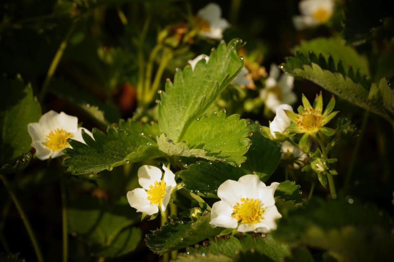 Apartment Strawberry Bermatingen Zewnętrze zdjęcie